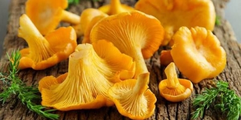 Salata sa prženim lisičarkama: kako kuhati, recepti